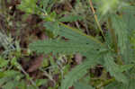 Sulphur cinquefoil